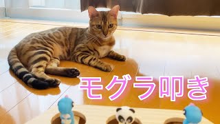 （ベンガル猫）もぐらたたきで遊ぶ猫が可愛い（ヒョウ柄の猫ぱる）