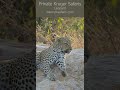 Leopard female was seen close to Skukuza Rest Camp Kruger Park #shorts