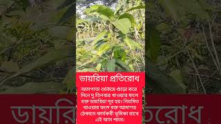 ডায়রিয়া আমপাতা #উদ্ভিদ_ও_অন্যান্য #agriculture #plants #nature #farming #gardening #garden #ampata