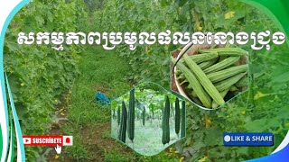 [15-05-25] របៀបដាំននោងជ្រុងឲ្យទទួលបានទិន្នផលខ្ពស់🥒🌻🌱💵  | How to grow luffa gourd to get high yields