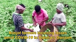 Brinjal farmers incurring losses amid COVID-19 in Odisha’s Ganjam