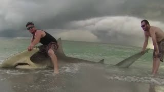 Fla. fishermen catch 13-foot hammerhead shark