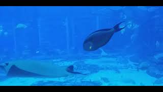 Dubai Pam zumaira  aquarium દુબઈ પામ ઝુમેરા ...