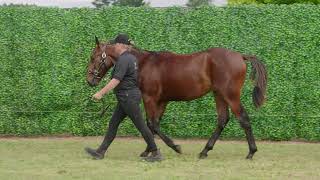 Breckon Farms - Karaka 2022 Lot 73