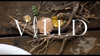 VILLD 6. DANDELION ROOT / VOIKUKANJUURI