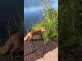 exploring michigan s grand isle we stumbled upon this majestic fox enjoying a hike of its own.