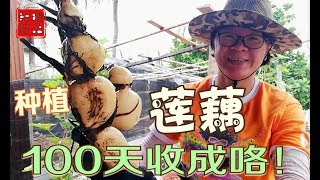 超开心100天挖莲藕 收成咯