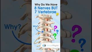 Cervical Nerves vs Vertebrae #anatomy #cervicalspine #physiotharapy #physicaltherapy