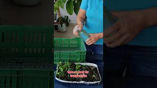 Cómo germinar semillas de cilantro #shortsviral #virslreels #video