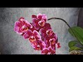 phal. montpellier butterfly 🌸 Домашнее цветение ароматной орхидеи бабочки Монпелье Обзор