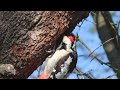 syrian woodpecker finds something in last year s nest