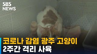 코로나 감염 광주 고양이, 2주간 격리 사육 / SBS