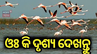 ଚିଲିକାରେ ସମାଗମ ହୋଇଛନ୍ତି ବିଦେଶାଗତ ଅତିଥି ପକ୍ଷୀ | Chilika News | Foreign Bird in Chilika| OdishaNews