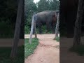සද්දන්ත පරපුර     big elephant    😍😍😍😍😍😍😍