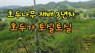 호두나무 재배 3년차 8월의 호두(신령) 상태 둘러보기