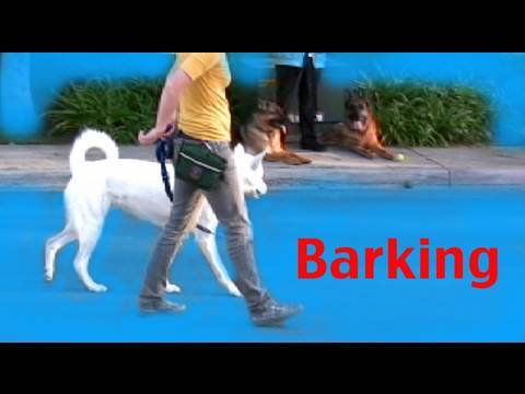 Stop barking on a walk - Barking- Episode 3 Dog training Stop barking on a walk - Barking- Episode 3 Dog training