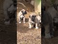 Kangal junior ROKI & ARUSHA