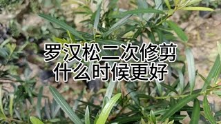 罗汉松二次修剪什么时候更好造型When is the best time to prune Podocarpus pine for the second time?