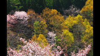 【海と佐渡人】５．森は海の恋人