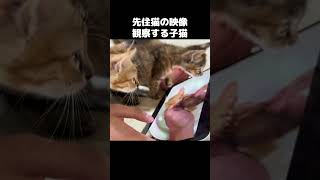 子猫に昔の先住猫の様子を動画で見せてみると…　#shorts