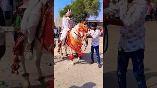 Fuleka vardhoda mate book karo #video #viralvideo #short #shorts #song #horse #ghodi #love #vlog #dj