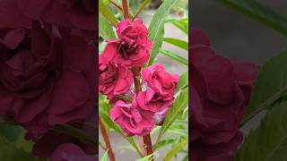 Beautiful balsam #flowers #balsam #garden #shorts #youtubeshorts #trending