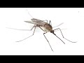 Mosquito ASMR