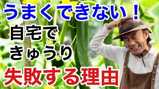 【問題解決】初心者でもきゅうりが上手に育てれます　　　　　【カーメン君】【ガーデニング】【家庭菜園】【作り方】【キュウリ】