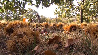 Soutos com quebras na produção da castanha na ordem dos 90%