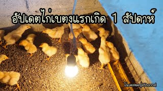 อัปเดตลูกไก่เบตงแรกเกิด วิธีการดูแลเบื้องต้น