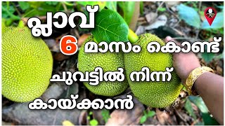 പ്ലാവ് നിറയെ കായ്ക്കാൻ ഇങ്ങനെയേ വേണ്ടൂ | Jackfruit tree growth cultivation malayalam | plavu krishi