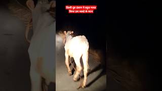 किसी दुष्ट इंसान ने रात के समय इस बछड़े के साथ बहुत गलत किया😥 #shorts #reels #night #Cow