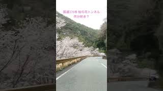 山口県 国道376「桜の花トンネル」まだちょっと早かったかな？😅 #桜の花トンネル #ロータスエリーゼ