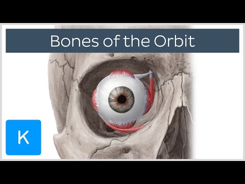 What does the orbital cavity contain?