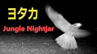 トレイルカメラに映った　ヨタカ 　地鳴き？鳴き声あり　Jungle Nightjar　indicus jotaka