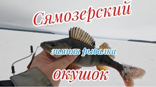 Сямозерский окушок зимняя рыбалка