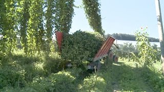 Hopfenernte - Teil 1 Hopfen einholen