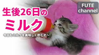 【生後26日目】逃げる子猫に「はっはっは～どこへ行こうというのだね」…ついこのセリフが出てきてしまうのです【保護子猫】