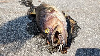 Derfor må de spyle vekk hundrevis av fisk fra veien