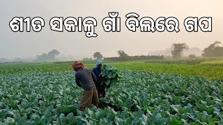 ଶୀତ ସକାଳୁ ଗାଁ ବିଲରେ ଗପ ll Sorisa Phula and Kobi bila ll Gouranga nayak odia vlogs