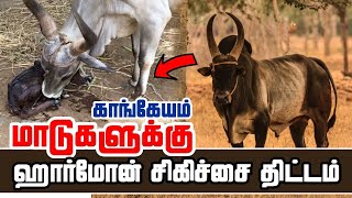 காங்கேயம் இன மாடுகளுக்கு ஹார்மோன் சிகிச்சை திட்டம் |  TAMIL | kangayam Bhull