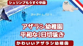 [アザラシ幼稚園]楽しそうなシュリンプとマイペースなスパロウの様子です🦭