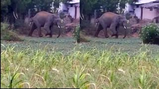 Elephants herd at Sirumugai சிறுமுகை அருகே யானைகள் நடமாட்டம்