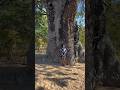 Baobab tree, icon, African continent. Predates man & the continent split over 200 million years ago.