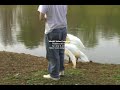 when swans attack