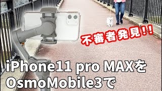 iphone11proMaxをOsmo mobile3で散歩を撮影したらパパを不審者と間違うチワワのコハク