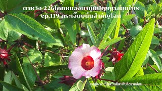 ตาหวัง 226โคกหนองนาภูมิปัญญาสมุนไพร ep.119 กระเจี๊ยบนั้นสำคัญไฉน