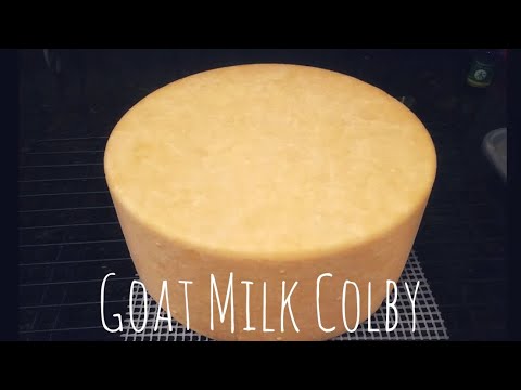 Goat Milk Colby - Cheesemaking at Home Goat Milk Colby - Cheesemaking at Home