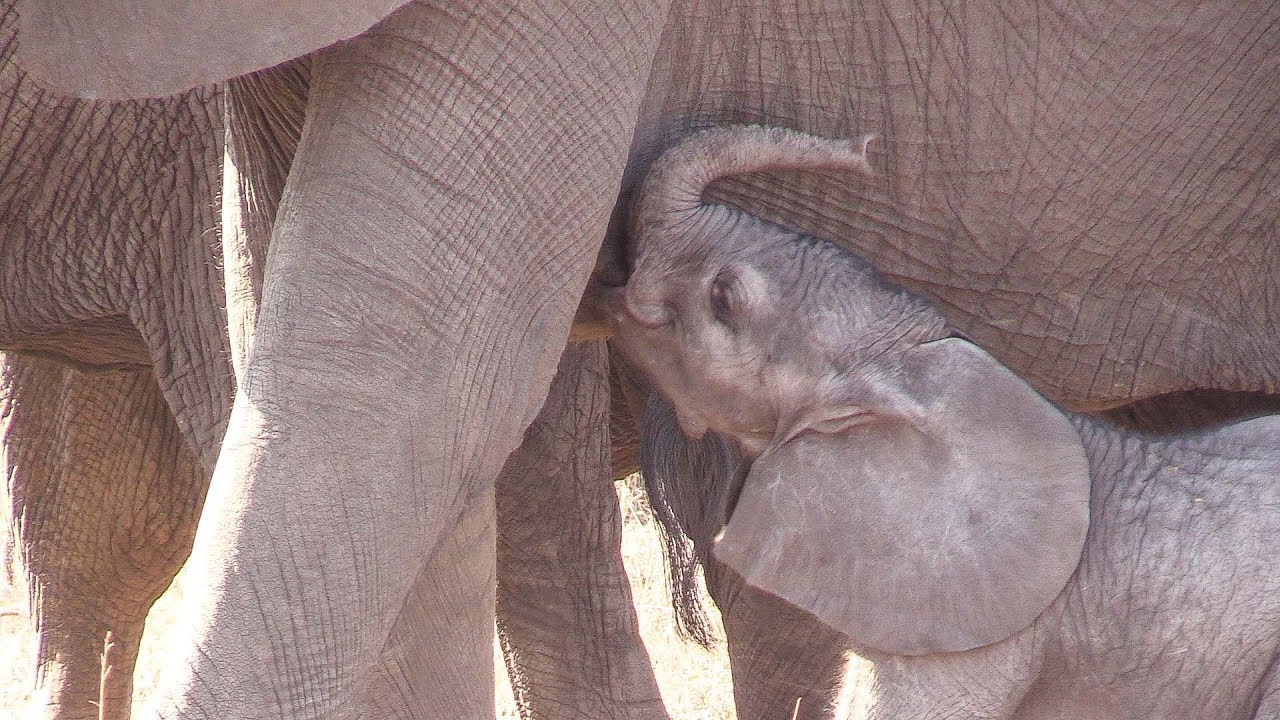 New Born Elephant's First Steps In The Wilderness Of The Kruger Park ...