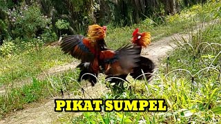 MIKAT AYAM HUTAN DI PINGGIR JALAN